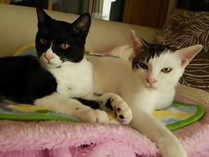 1413511954804-thumbnail2.jpg